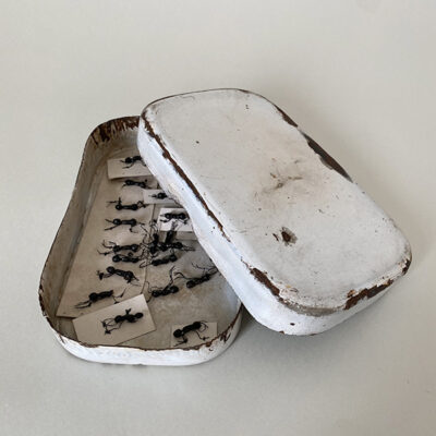 FAKE ANTS AND ENAMELED WARE
