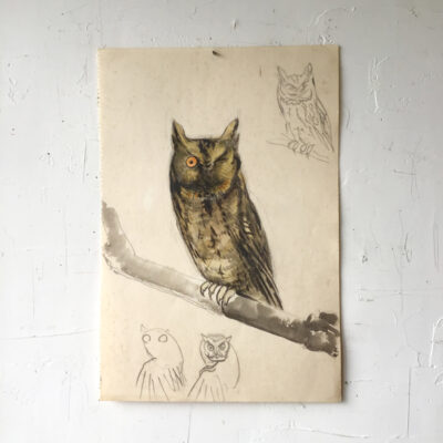 WINKING HORNED OWL