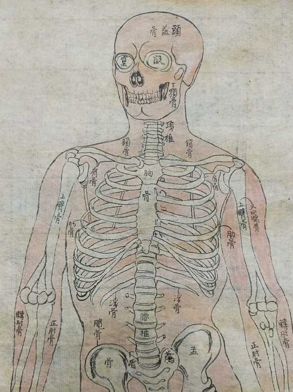 HUMAN BODY PHYSIOLOGY ILLUSTRATION