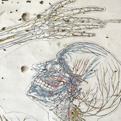 FIGURE OF INNERVATION