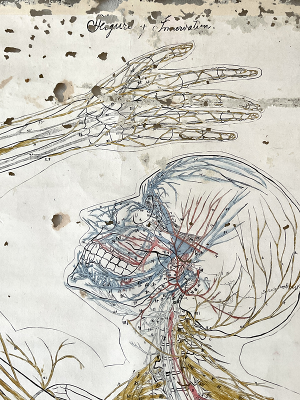 FIGURE OF INNERVATION